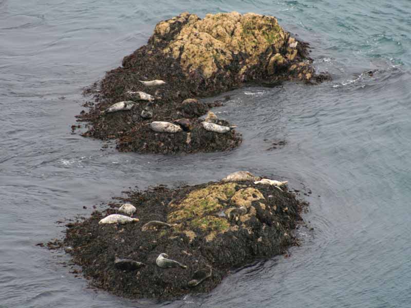 Image: Halichoerus grypus individuals hauled out off Skomer Island.