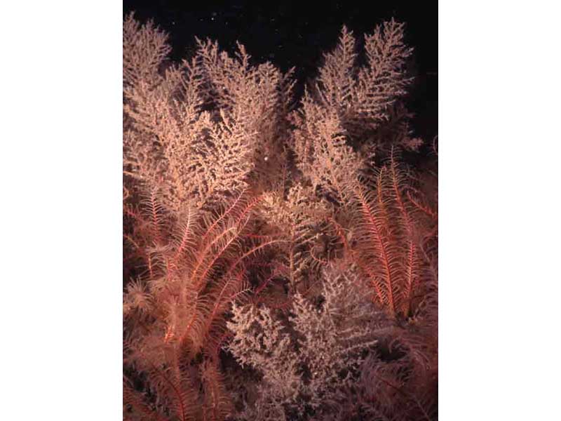 Image: Sea fir Halicium halecinum and feather star Antedon bifida.