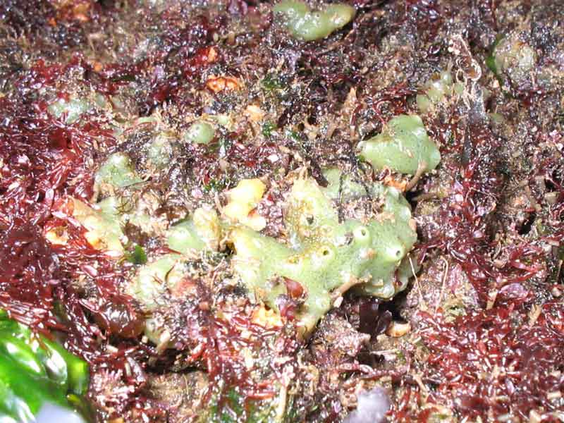 [halpan8]: Encrusting <i>Halichondria (Halichondria) panicea</i> surrounded by red seaweed.