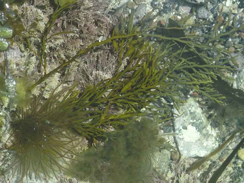 Halidrys siliquosa in rock pool.