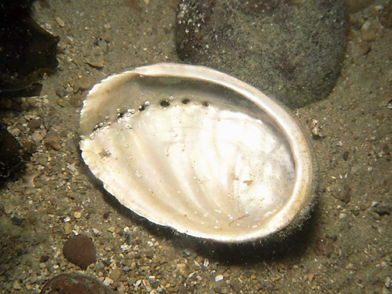 Modal: An empty <i>Haliotis tuberculata</i> shell in the Channel Isles.