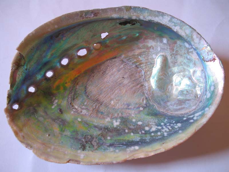 Modal: Underside of <i>Haliotis tuberculata</i> shell.