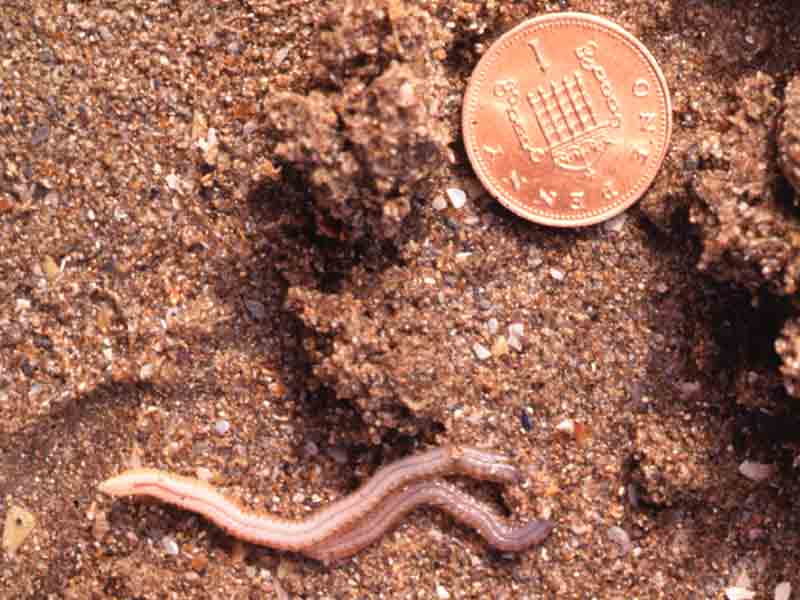 [heddiv2]: <i>Hediste diversicolor</i> on gravel with a 1 penny coin for scale.