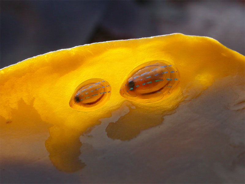 Modal: <i>Patella pellucida</i> on a blade of kelp.