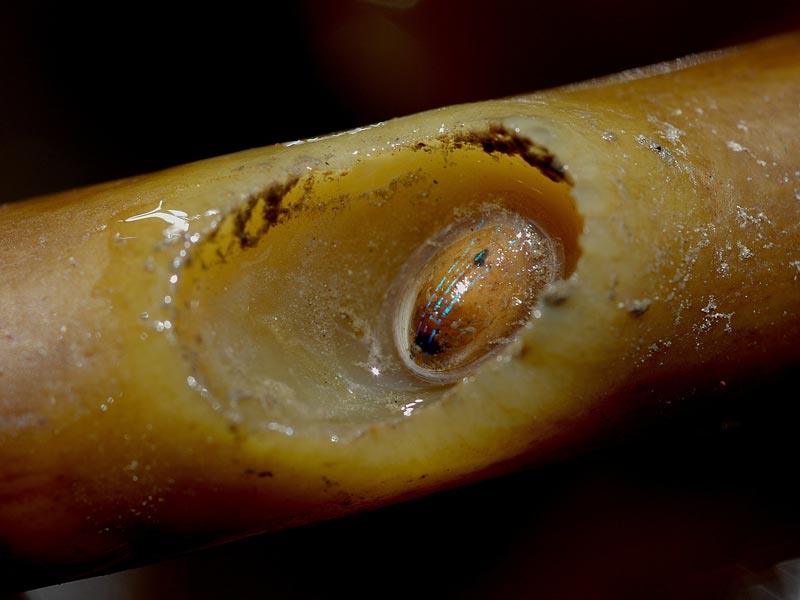 Modal: <i>Patella pellucida</i> on <i>Laminaria ochroleuca</i>.