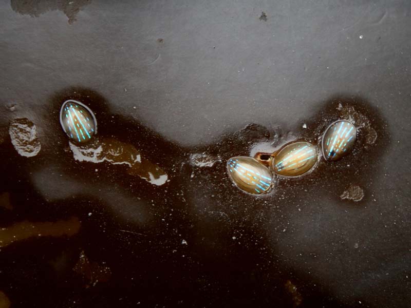 Image: Four Patella pellucida on kelp.