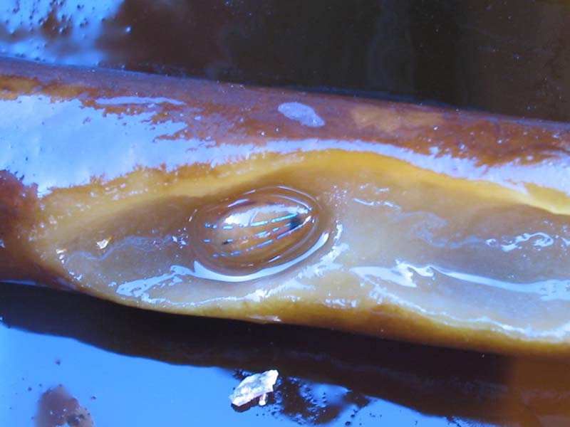 Modal: <i>Patella pellucida</i> on some damaged kelp.