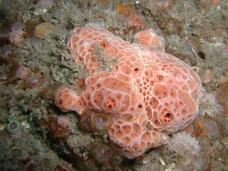 Hemimycale columella off the Island of Sark.