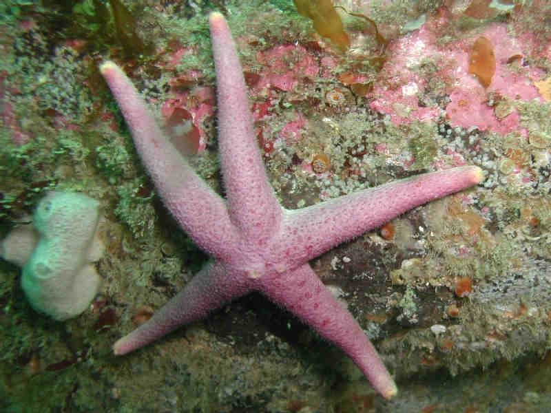 [henocu2]: <i>Henricia oculata</i>, the Bloody Henry starfish.