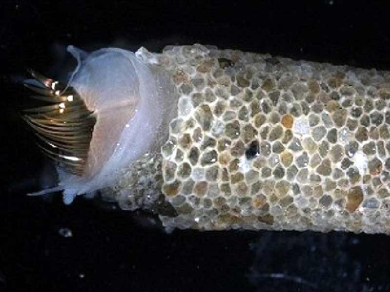 Image: Anterior end of Lagis koreni, contained within sediment tube.
