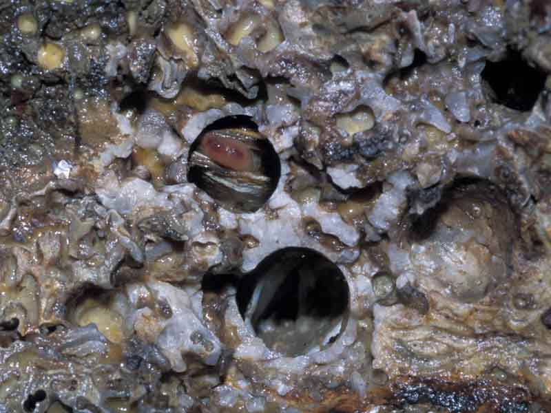 Modal: <i>Hiatella arctica</i> in burrow.