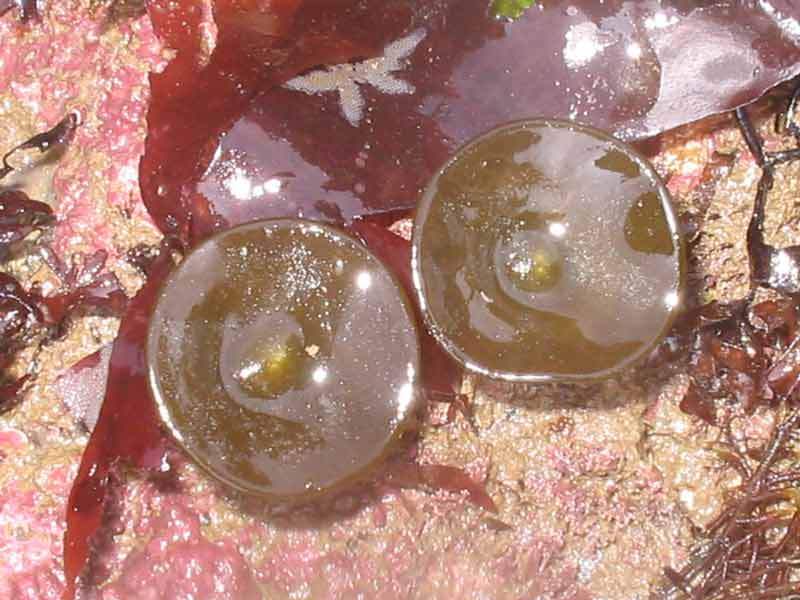 Image: Two olive green Himanthalia elongata buttons.