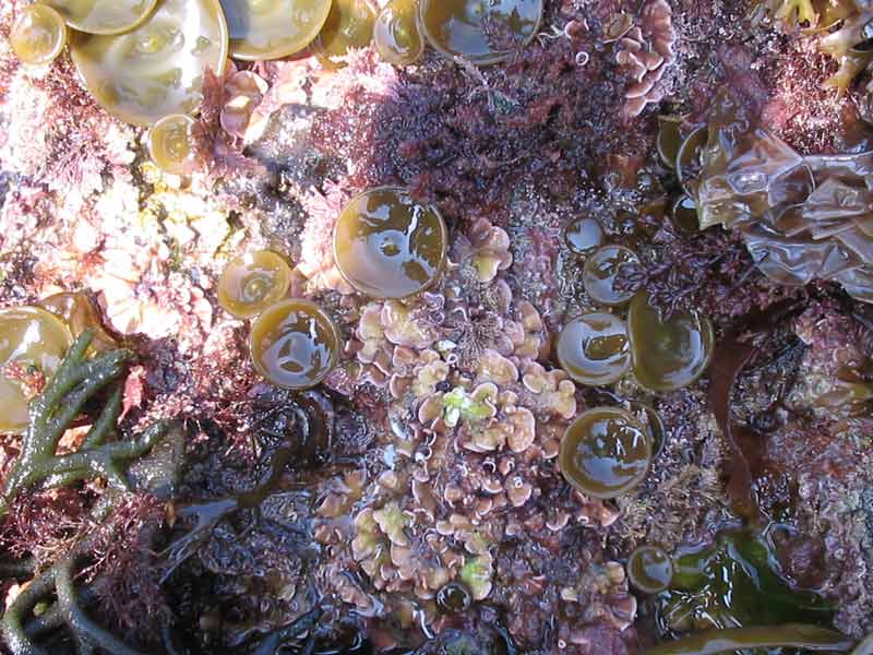 [himelo13]: <i>Himanthalia elongata</i> buttons irregularly distributed on an intertidal rock.