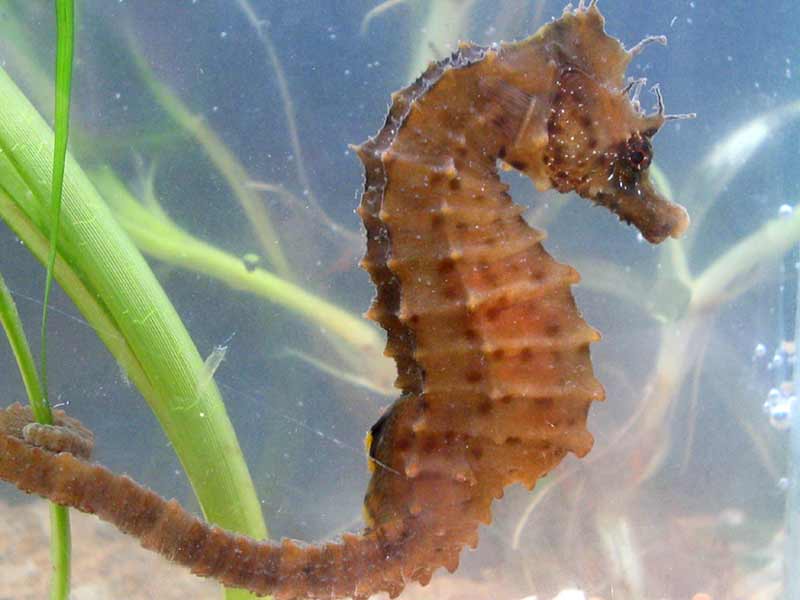 Modal: The short snouted sea horse <i>Hippocampus hippocampus</i>.