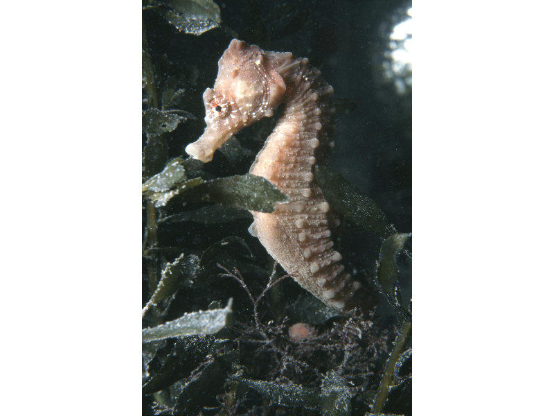 The seahorse Hippocampus hippocampus.