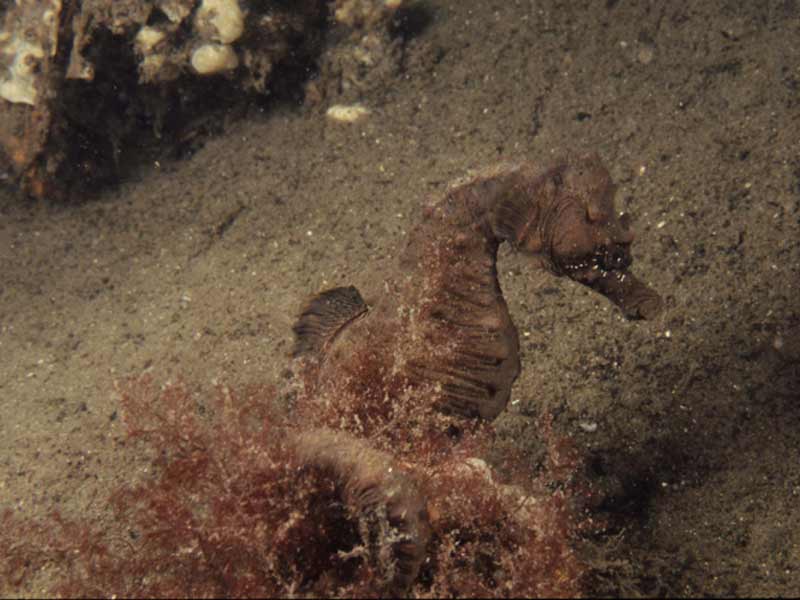 The short snouted seahorse.
