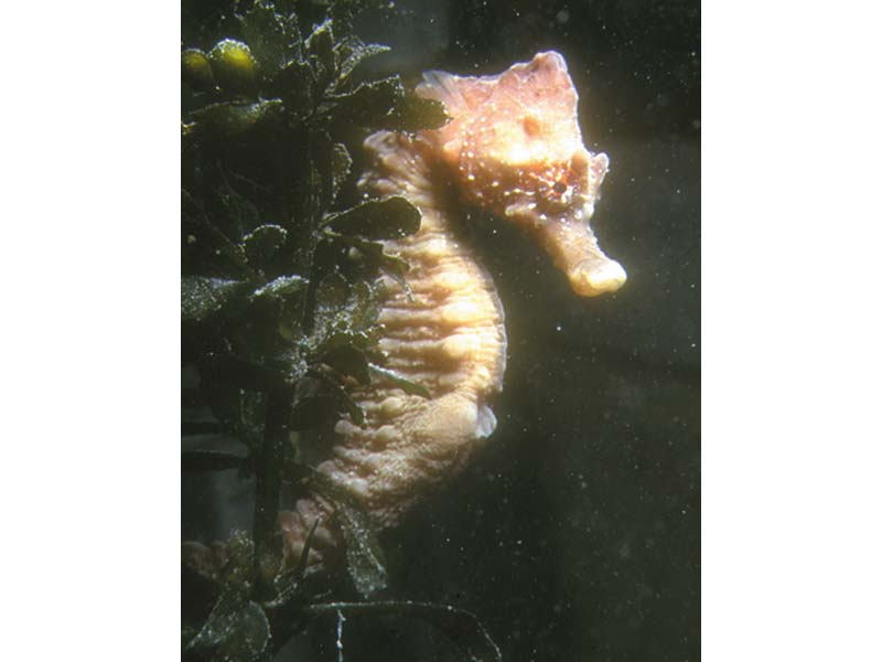 Modal: The short snouted seahorse <i>Hippocampus hippocampus</i>.