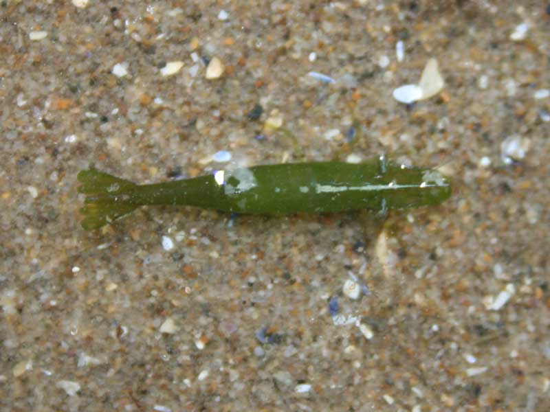 Modal: Green <i>Hippolyte varians</i> in a sandy rockpool.