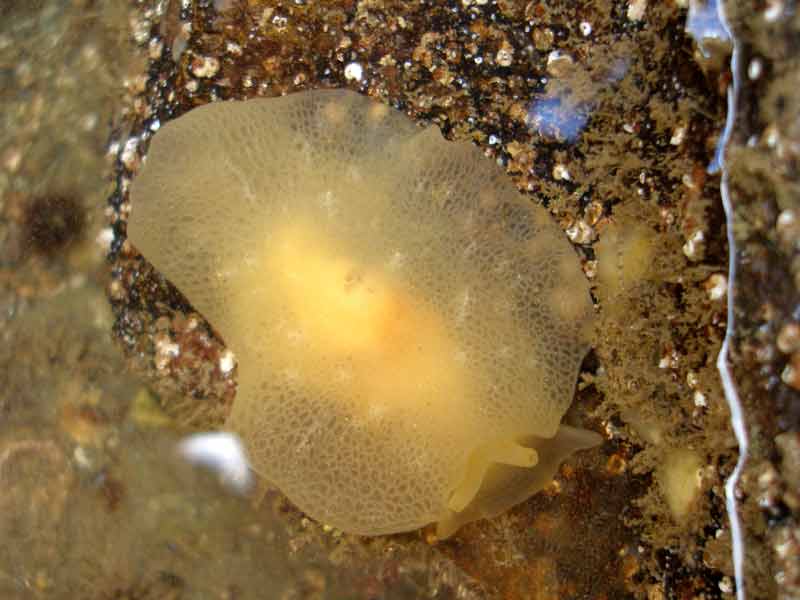 [hlatham20080606_1]: An active sea slug, <i>Berthella plumula</i>.
