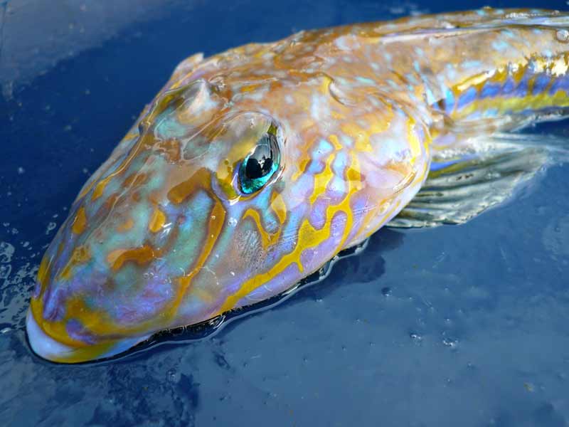 Modal: Head of the Dragonet <i>Callionymus lyra</i> out of water.