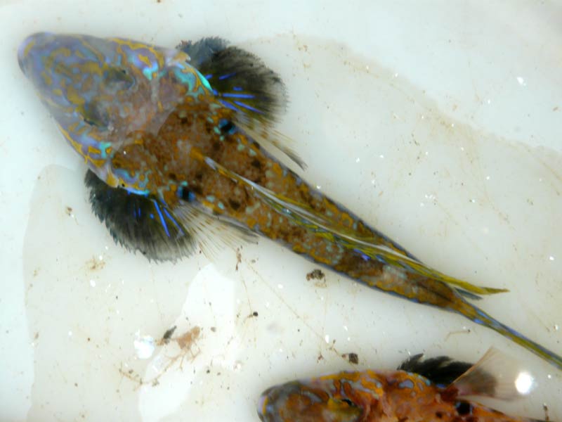 Dorsal side of Dragonet Callionymus lyra.