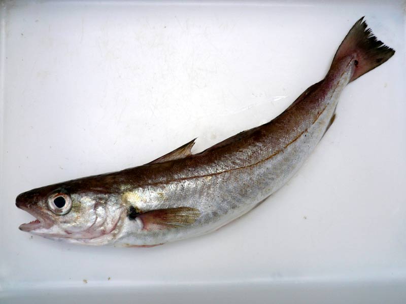 Image: Freshly caught Merlangius merlangus out of water.