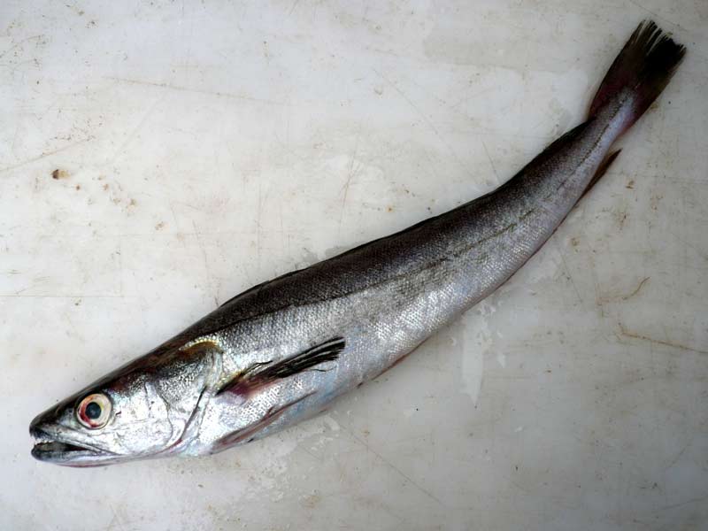 Image: Freshly caught Merluccius merluccius out of water.