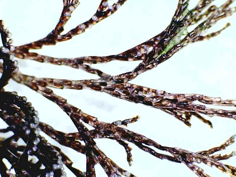 Modal: Closeup of the invasive bryozoan <i>Bugula neritina</i>.