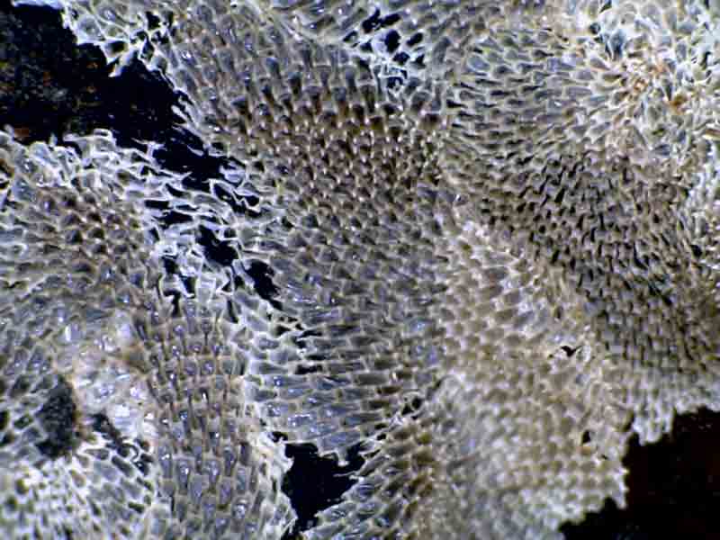 Modal: Close-up of colony of <i>Membranipora membranacea</i>.