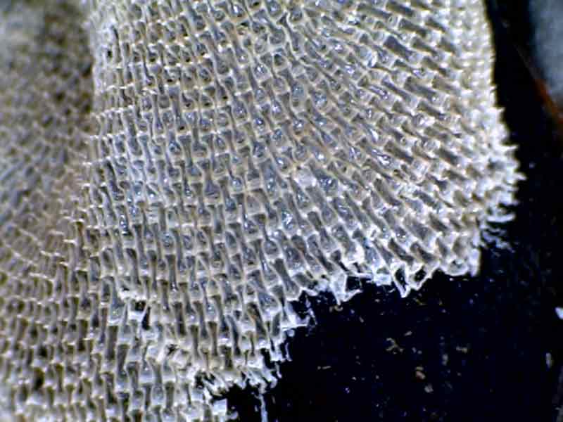 [hlatham200xxxxx_2]: Close-up of colony of <i>Membranipora membranacea</i>.