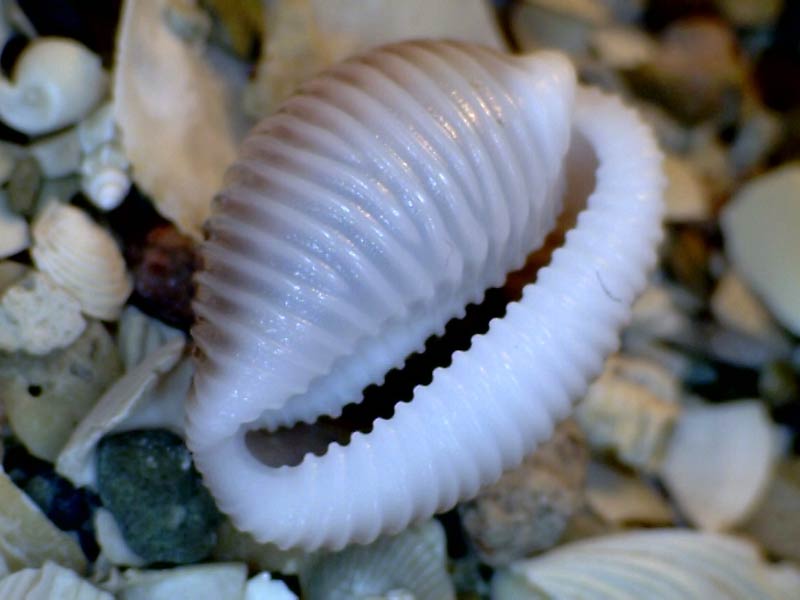 Image: Empty shell of the cowrie Trivia monacha.