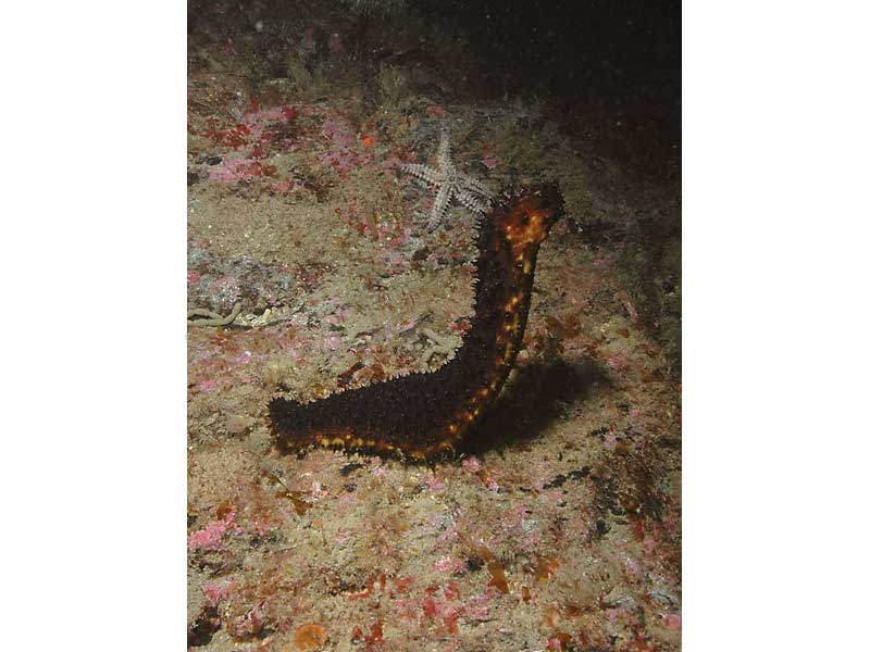 [holfor2]: <i>Holothuria (Panningothuria) forskali</i> spawning at the Blackstone, Plymouth.