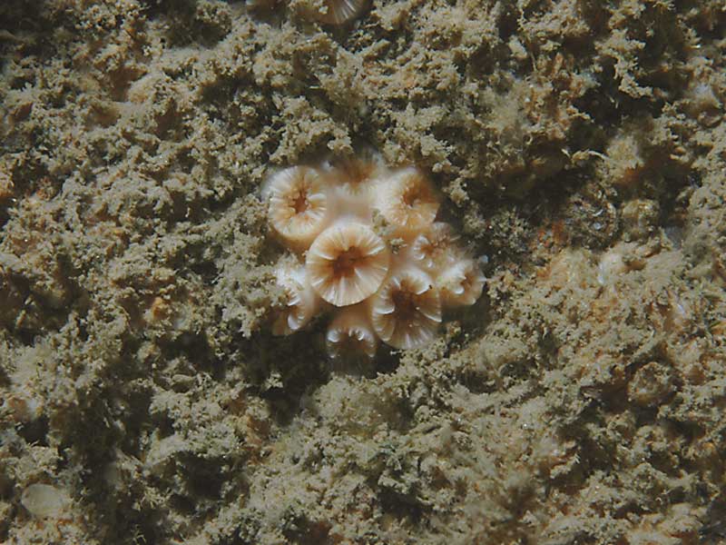 Modal: Colony <i>Hoplangia durotrix</i> on the Wreck of the Rosehill at 24 meters depth below chart datum.