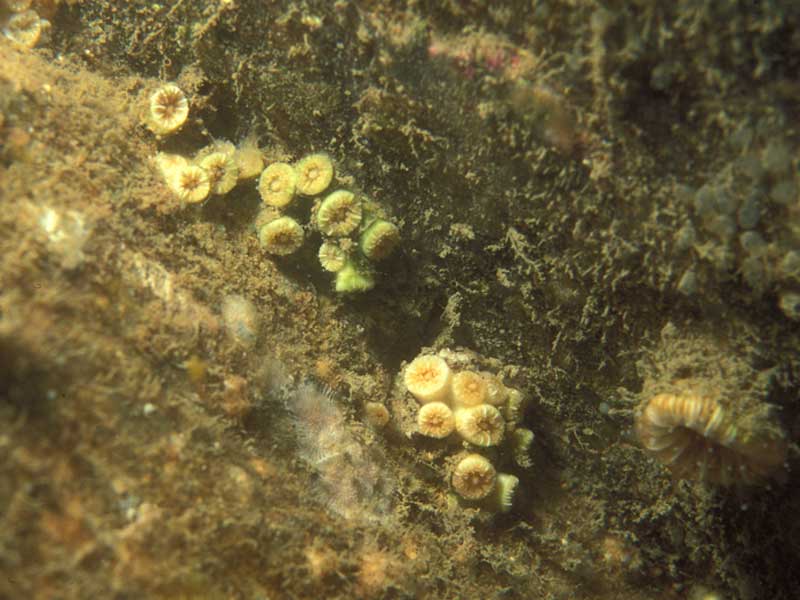 Modal: Colonies of the Weymouth carpet coral <i>Hoplangia durotrix</i> in a gulley, Southampton.