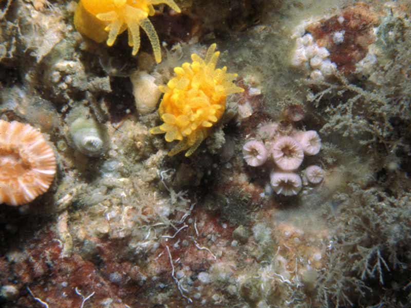 Image: Hoplangia durotrix with cup corals at Lundy.