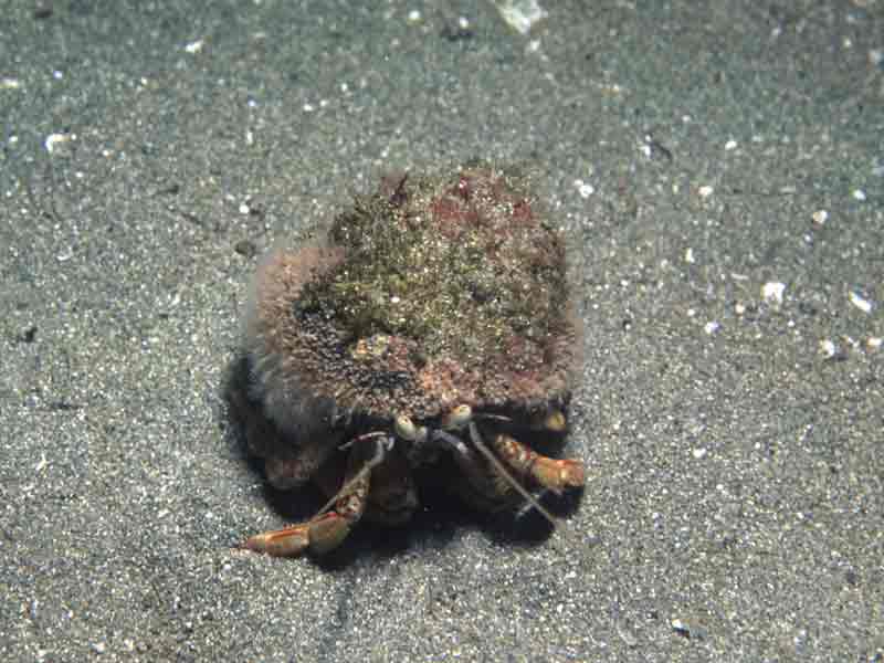 [hydech]: <i>Hydractinia echinata</i> on the carapace of a hermit crab.