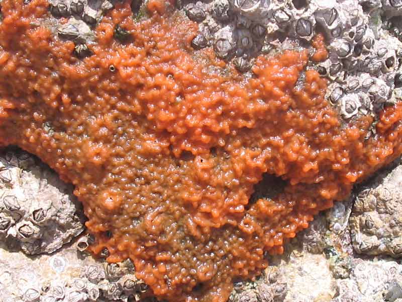 Modal: <i>Hymeniacidon perlevis</i> covering barnacles.
