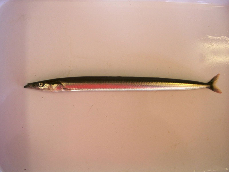 Greater sand eel (Hyperoplus lanceolatus) - MarLIN - The Marine