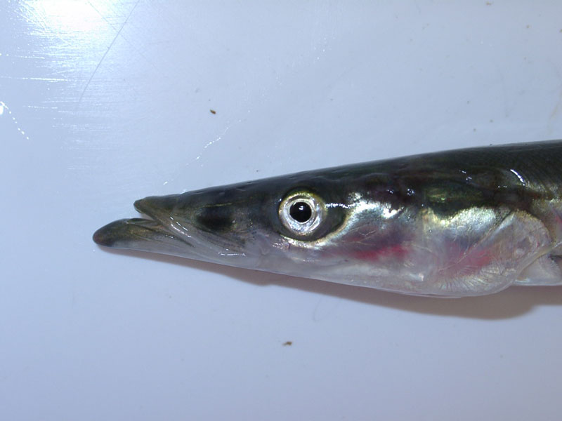 A sand eel, or greater launce, Hyperoplus lanceolatus, caught on