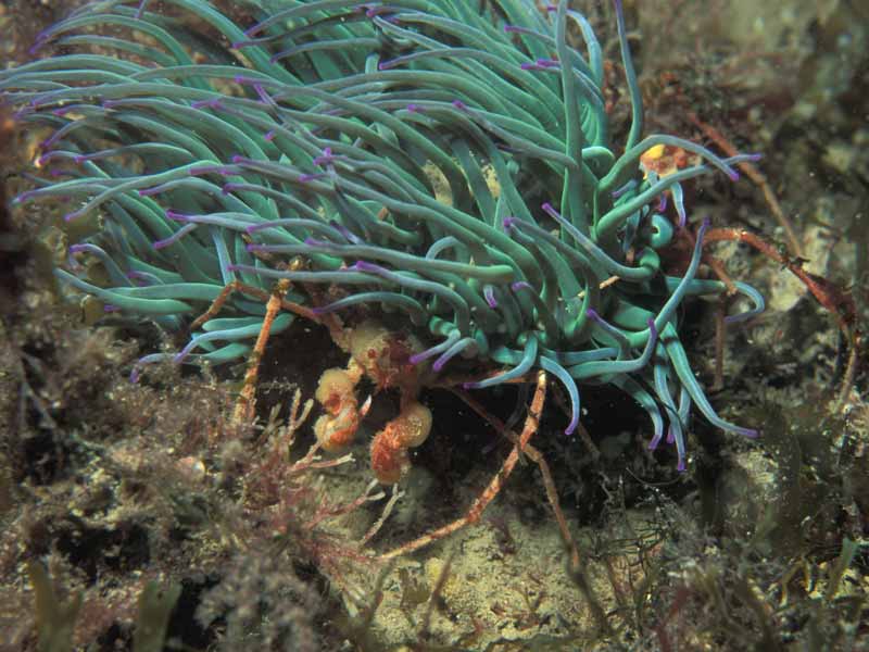 Modal: <i>Inachus phalangium</i> sheltering under an anemone.