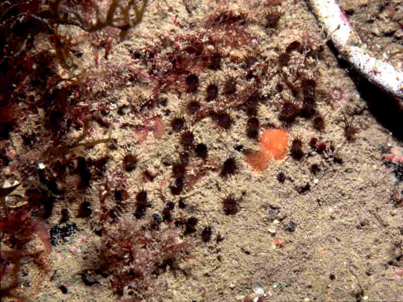 Modal: <i>Isozoanthus sulcatus</i> colony in typical habitat of silty rock.