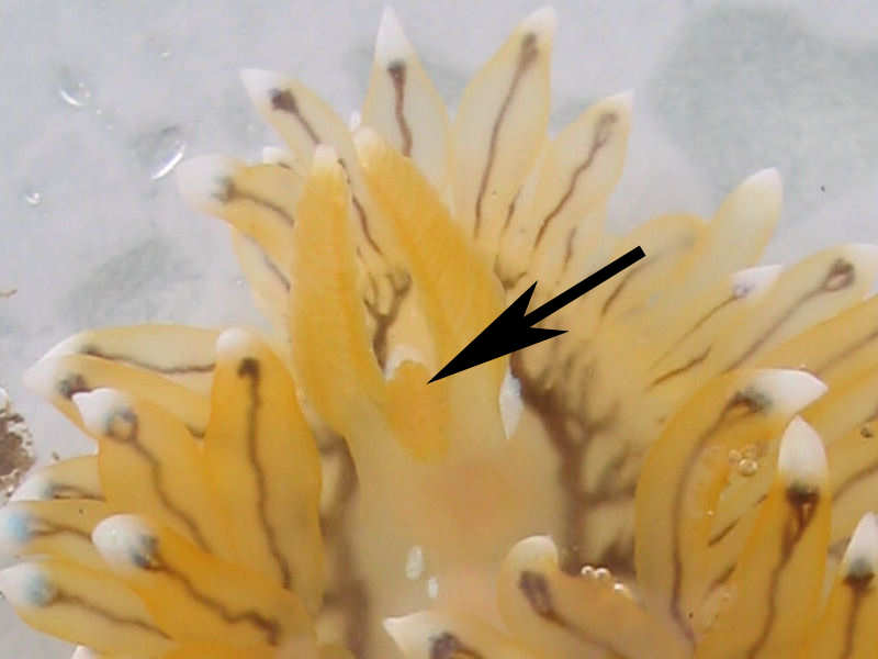 [jancri3]: Close up of <i>Antiopella cristata</i> coruncle.