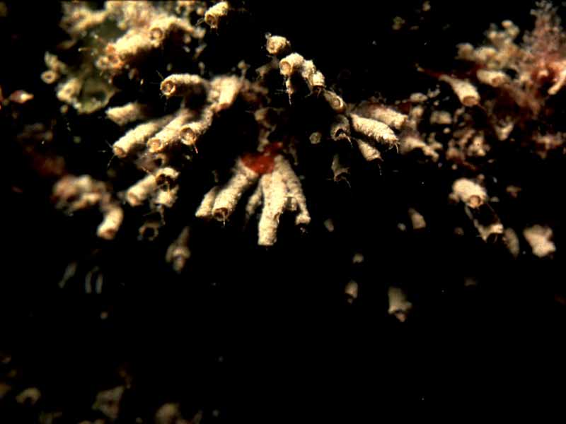 Image: Tubes of jassid amphipods.