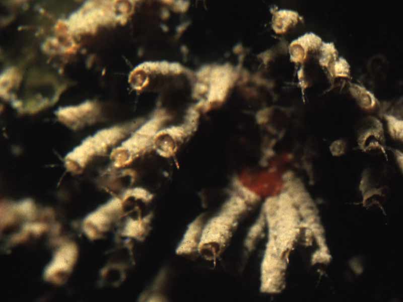 [jassid_zoom]: Close up of tubes and the jassid amphipods in them.