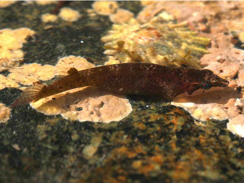 Image: A small-headed clingfish resting on a rock.