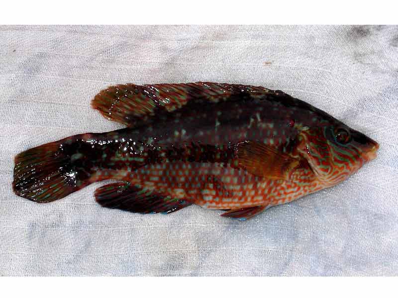 Modal: A corkwing wrasse out of water