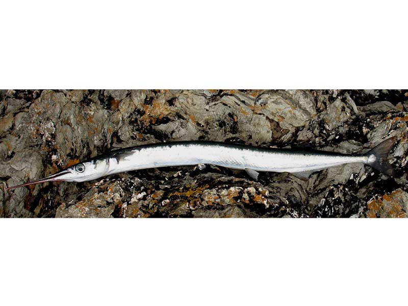 A caught garfish on the rocks