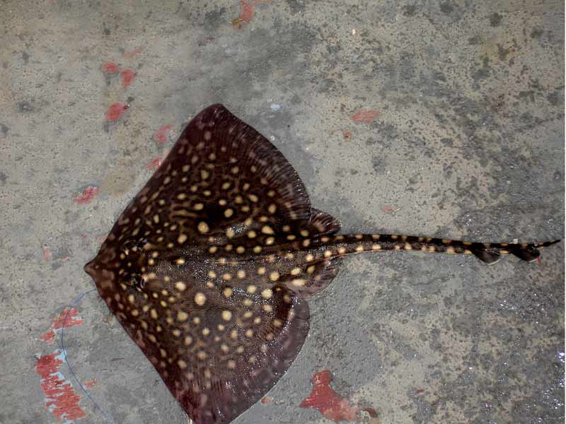 [jbrooks20100913]: A thornback ray, caught then released.