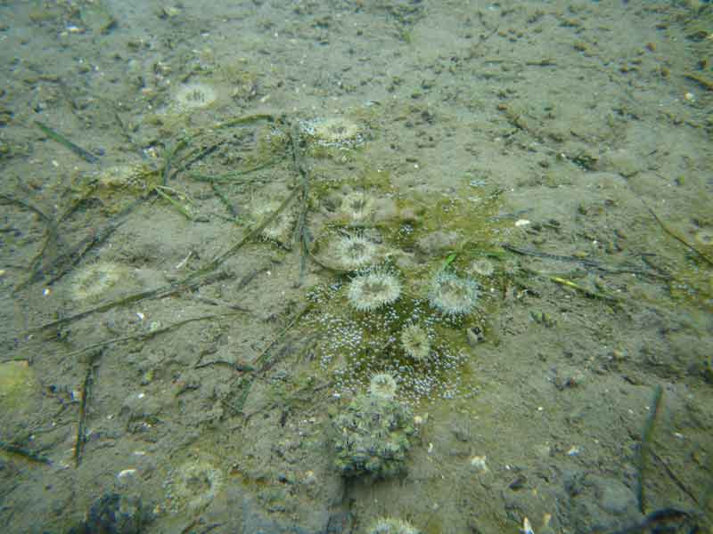 [jhepburn20090929_2]: A group of daisy anemones found near a <i>Zostera noltei</i> seagrass bed.