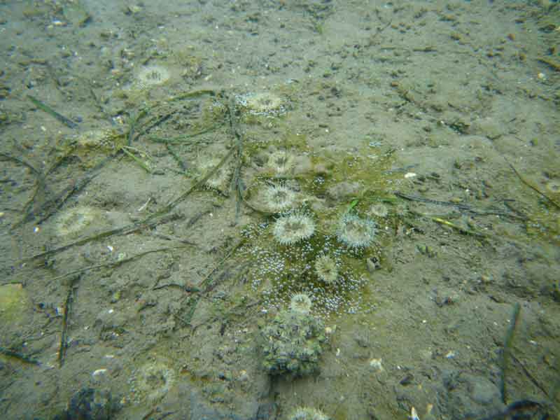 A group of daisy anemones found near a Zostera noltei seagrass bed.